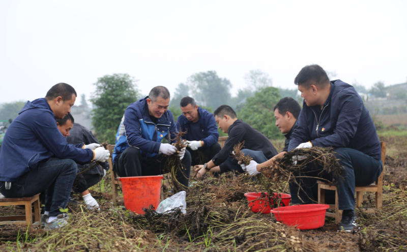 郏县总工会到李口镇闫集村开展助农秋收志愿服务活动
