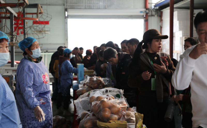 在商酒务镇韩庄村秋月梨基地里