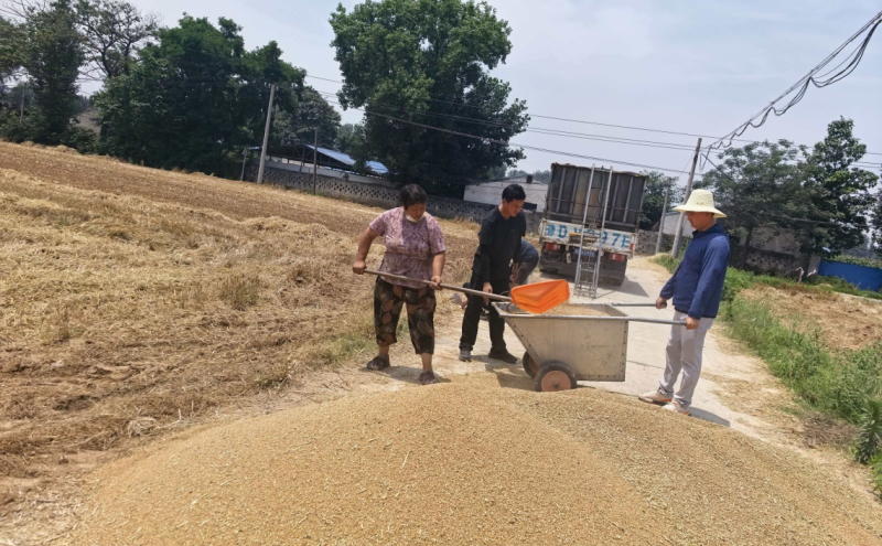 郏县总工会：助农抢收暖人心 践行宗旨显担当